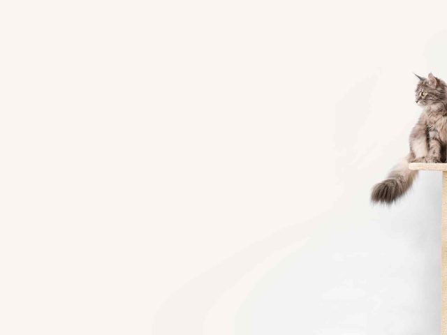 https://www.ercfelix.com/wp-content/uploads/2019/08/background_prices-640x480.jpg